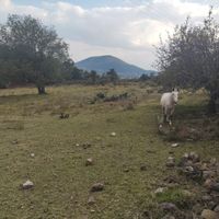 Potrero con caballo en rancho en venta en Atlacomulco