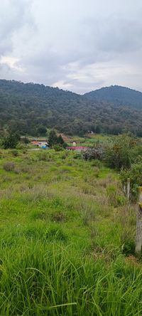 Vista del terreno en venta en Diximoxi, Atlacomulco, Estado de M&eacute;xico, mostrando el paraje Tichculu con vegetaci&oacute;n, pendientes suaves y fondo de monta&ntilde;a boscosa.